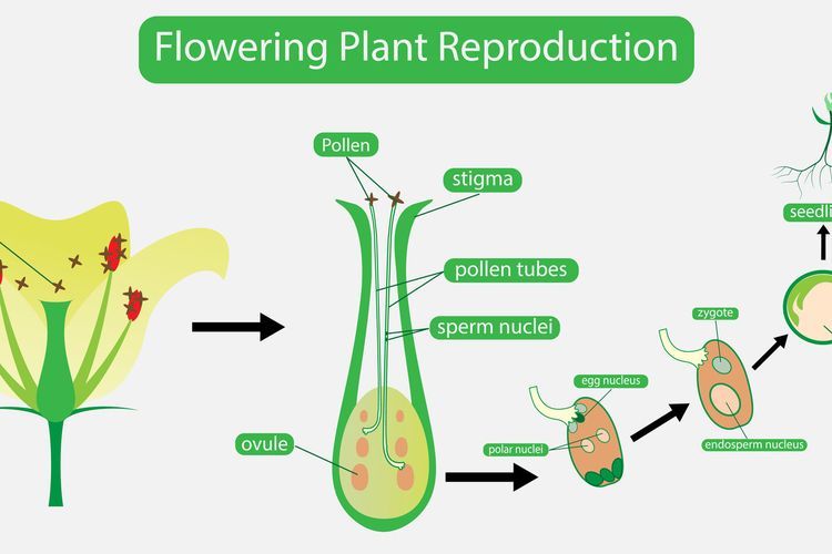Perkembangbiakan tumbuhan paku jelaskan Perkembangbiakan Vegetatif
