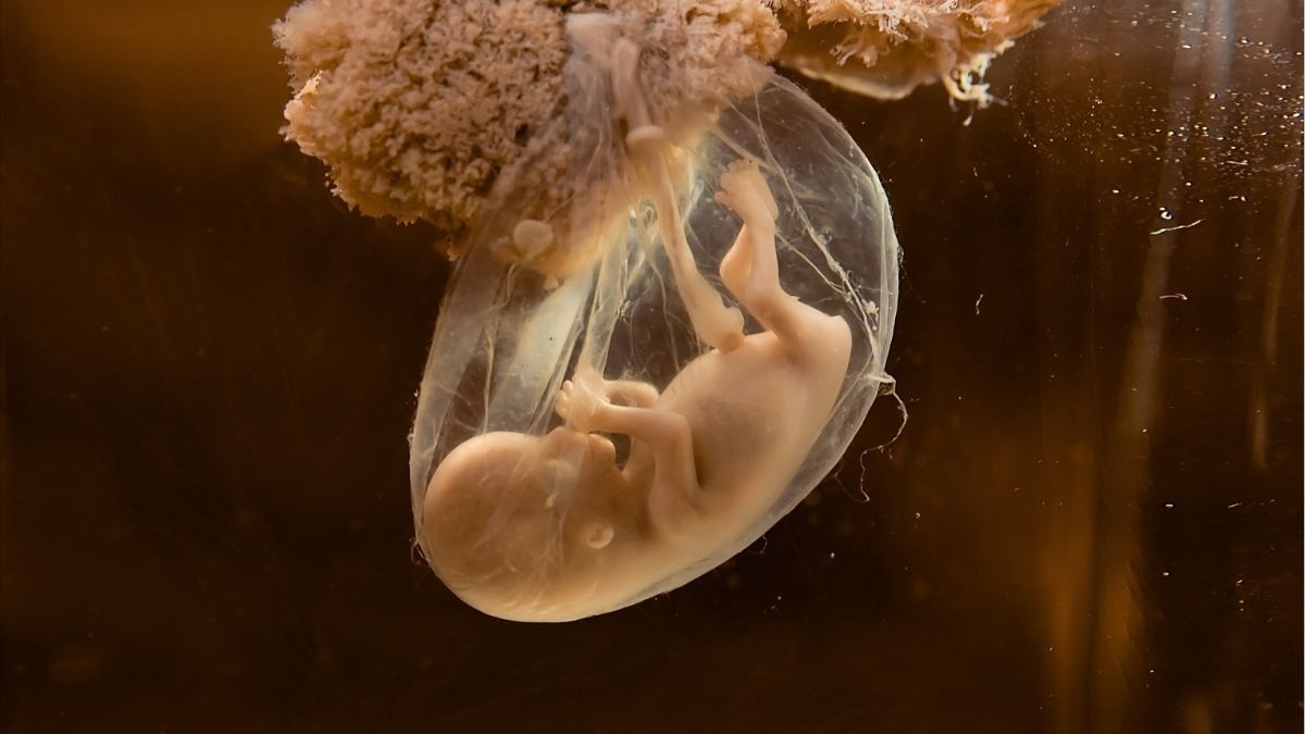 Jelaskan proses Kehamilan dan periode kehamilan