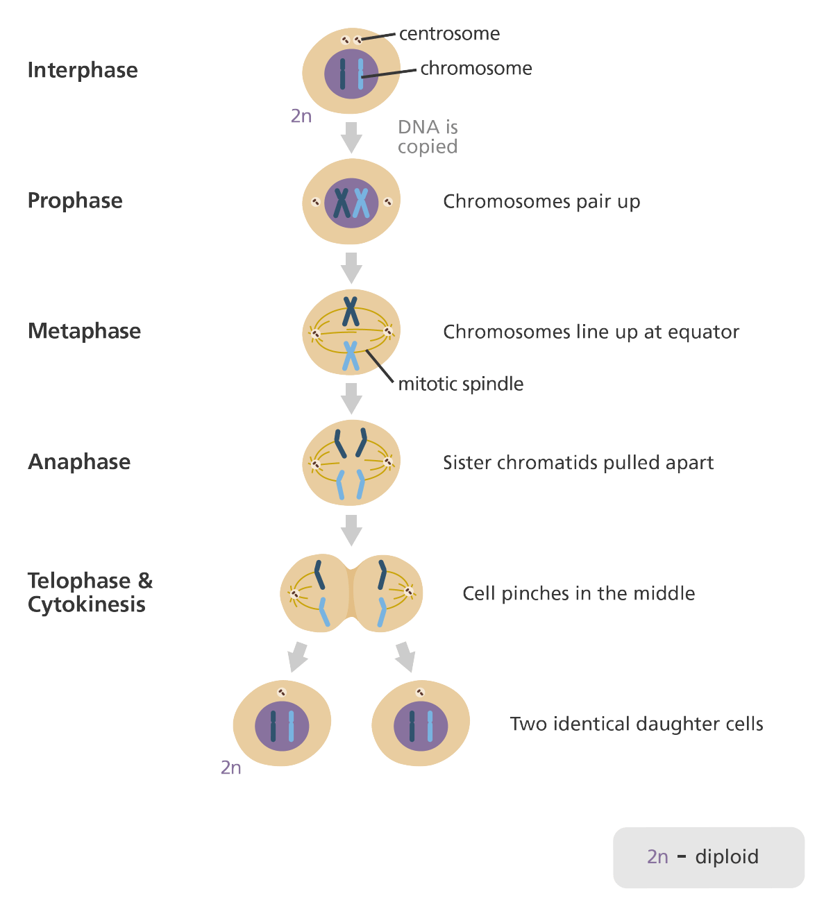 pada pembelahan sel mitosis pemisahan kromatid dari sentromer terjadi pada