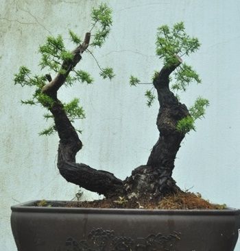 Kim Sa Tùng,cây Tùng,tùng bonsai,bonsai,Kim Sa Tùng