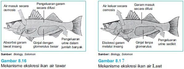 Ikan yang hidup di laut beradaptasi dengan banyak minum air dan mengeluarkan urine