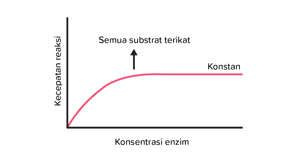Mengapa konsentrasi enzim dan substrat mempengaruhi kerja enzim