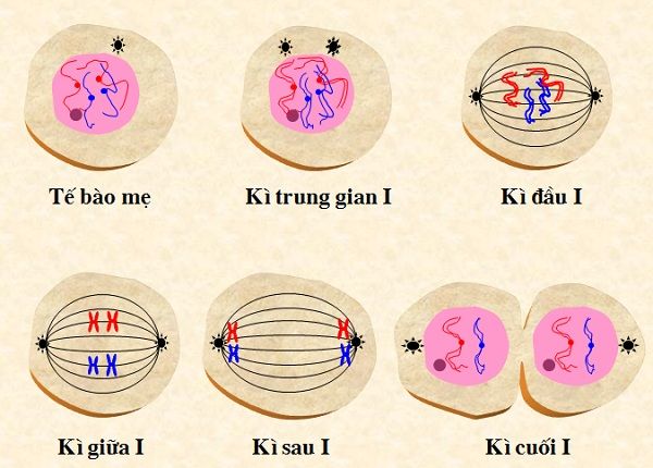 Quá trình giảm phân I - kiến thức về nguyên phân giảm phân