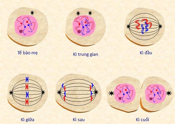 Nguyên phân giảm phân - Diễn biến trong quá trình nguyên phân 