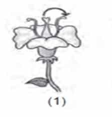 Penyerbukan dimana putik dibuahi oleh serbuk sari yang berasal dari bunga lain tetapi masih dalam satu pohon disebut penyerbukan