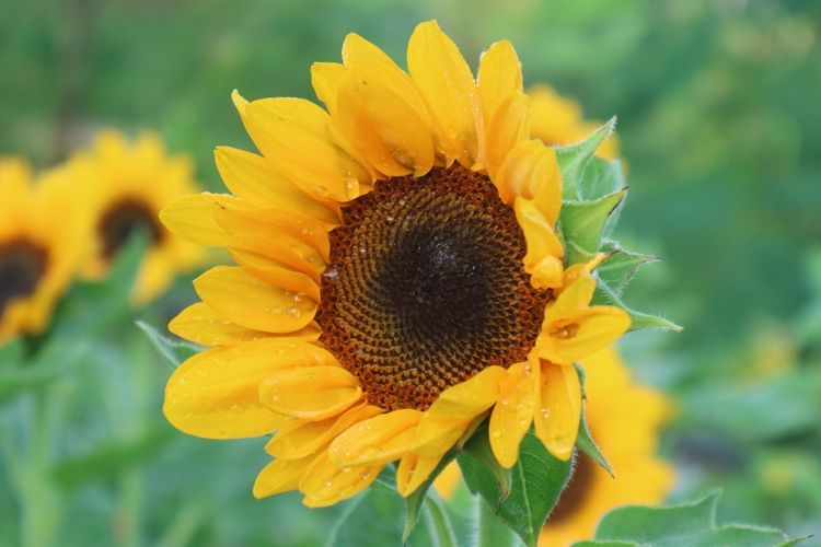 Penyerbukan dimana putik dibuahi oleh serbuk sari dalam satu bunga disebut penyerbukan