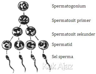 Pernyataan yang benar terkait dengan jumlah kromosom spermatogonium dan spermatozoa adalah