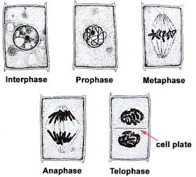 Pembelahan sel pada meiosis 1 secara berturut-turut berdasarkan pernyataan tersebut yang benar adalah