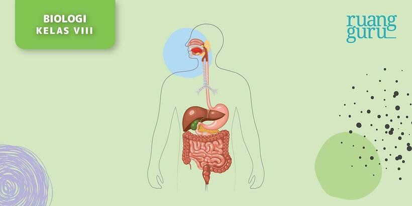 Urutan organ saluran pencernaan makanan pada manusia yang benar adalah..