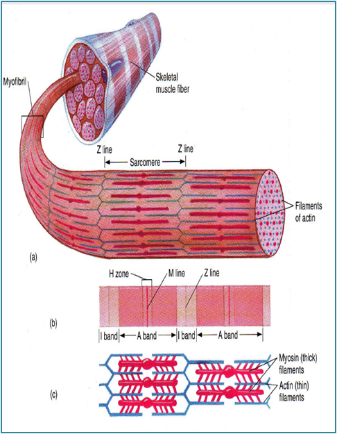 Perhatikan Gambar Struktur Otot Dibawah Ini Pada Saat Otot Kontraksi