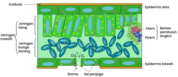 Lapisan sel-sel yang aktif membelah yang terletak di antara pembuluh angkut xilem dan floem disebut