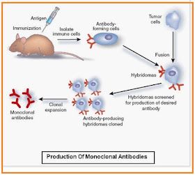 Salah satu temuan penting di bidang kedokteran adalah pembuatan antibodi monoklonal