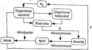 Gambar diagram daur nitrogen proses yang terjadi pada nomor 4 dan 5 berturut-turut adalah