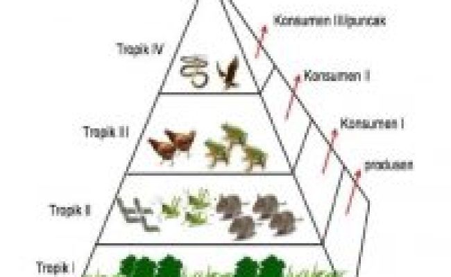 Menduduki dari makanan dapat piramida yang ini adalah bagian paling berikut organisme dasar √ Jaring