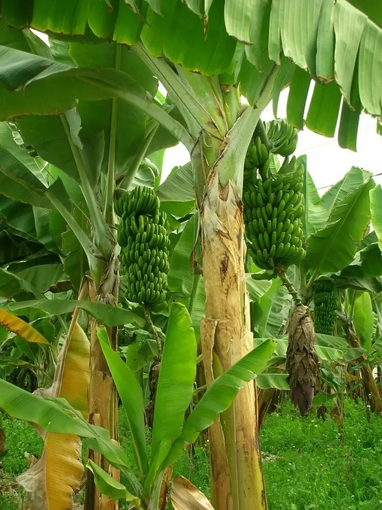 Secara vegetatif tumbuhan pisang berkembang biak dengan menggunakan