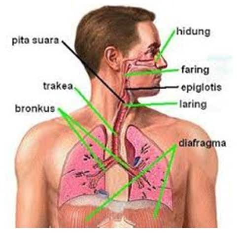 pertukaran gas pada alveoli paru-paru terjadi secara
