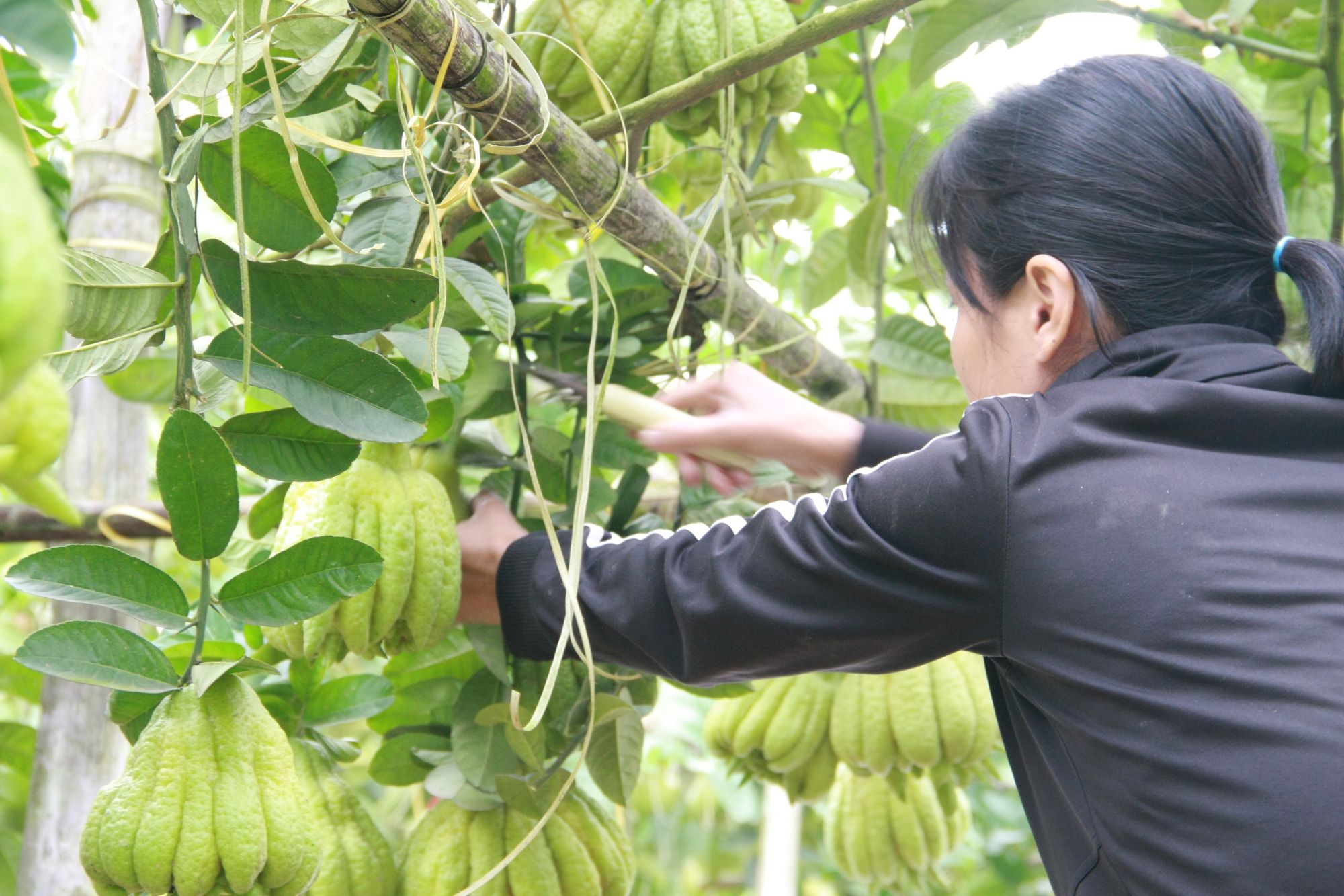 Trồng cây gì chơi Tết 2021: “Vương quốc" loại quả nghìn tay tiền triệu mỗi trái, khủng nhất cả nước - Ảnh 8.