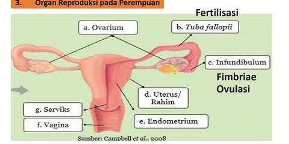 Alat reproduksi wanita yang berfungsi sebagai tempat pertumbuhan dan perkembangan fetus yaitu