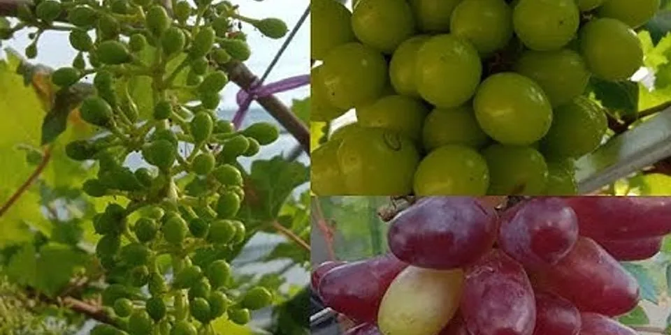 Apa fungsi biji pada buah
