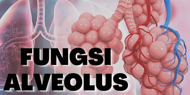 Apa fungsi dari alveolus dalam proses pernapasan