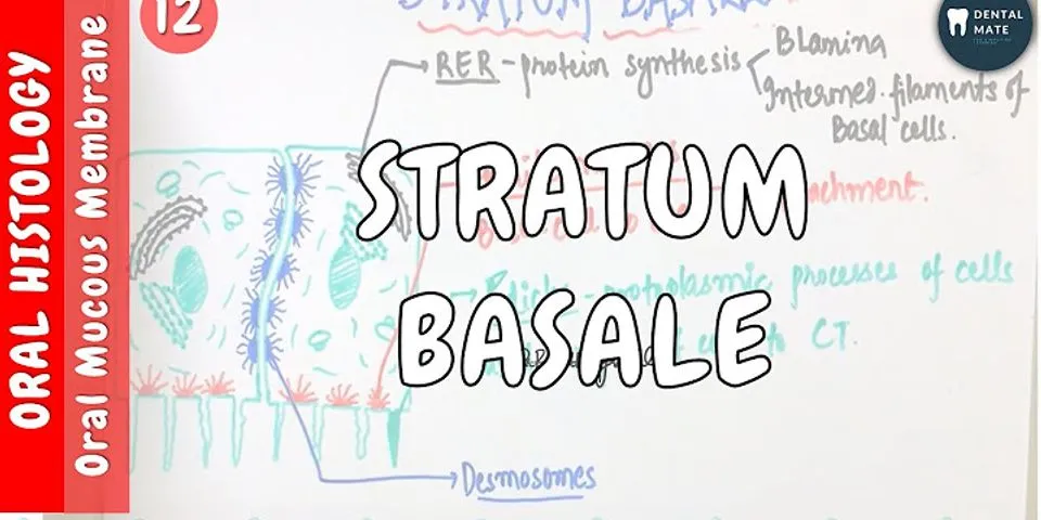 Apa fungsi dari stratum germinativum