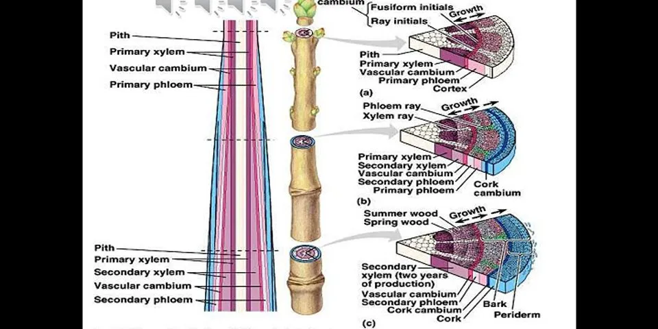 Apa fungsi dari xilem floem cambium dan cortex