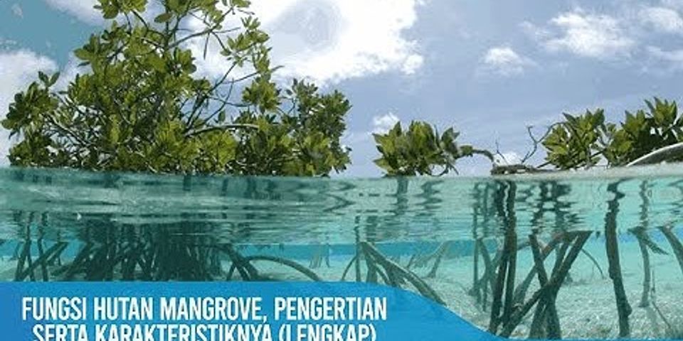 Apa fungsi hutan lindung mangrove