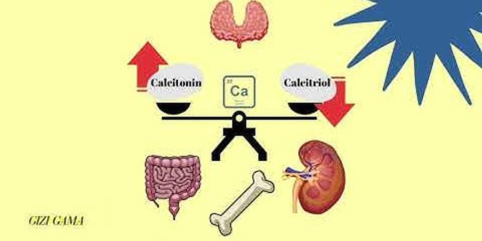Apa fungsi mineral mineral berikut bagi tubuh kalsium besi yodium