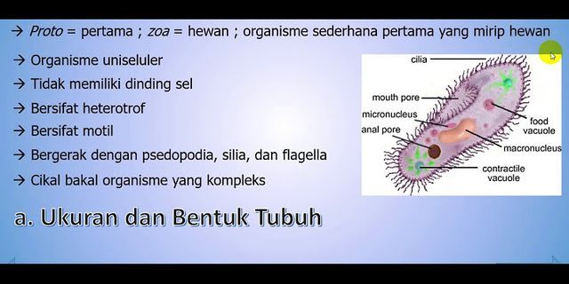 Apa fungsi mitokondria pada sel protista