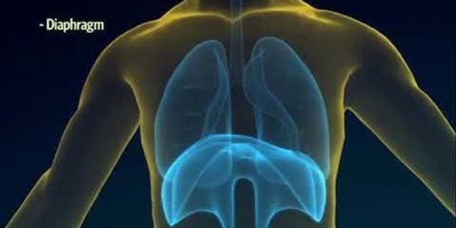 Apa fungsi paru-paru sebagai alat pernapasan