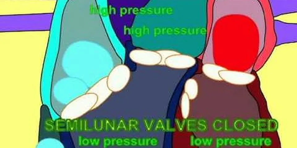 Apa fungsi pulmonary semilunar valve