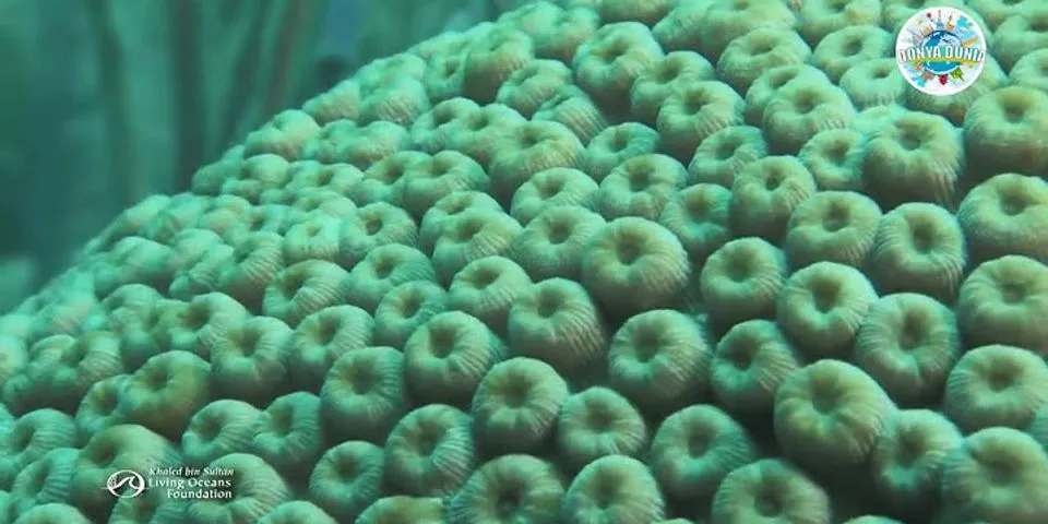 Apa fungsi terumbu karang bagi organisme yang ada di laut