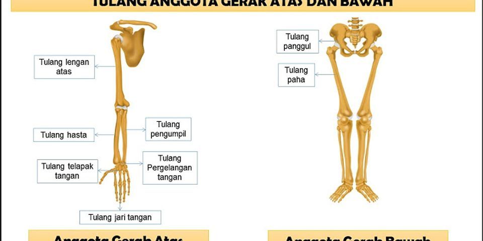 Apa fungsi tulang betis dan tulang pergelangan kaki?
