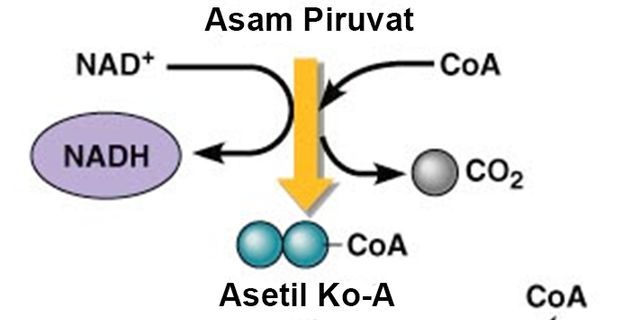 Top Apa Hasil Dari Dekarboksilasi Asam Piruvat