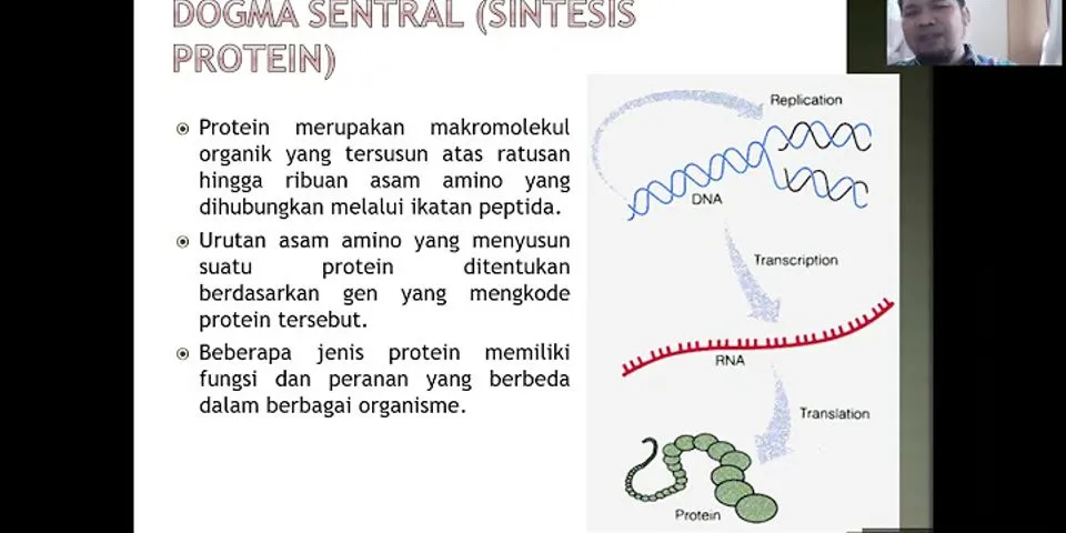 Apa peran protein fungsional jelaskan contohnya