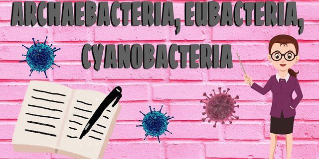 Apa perbedaan antara Eubacteria Archaebacteria dan cyanobacteria?