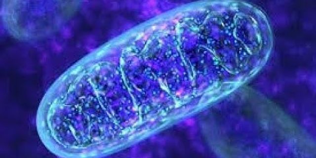 Apa perbedaan antara mitokondria kloroplas dan ribosom berdasarkan fungsinya