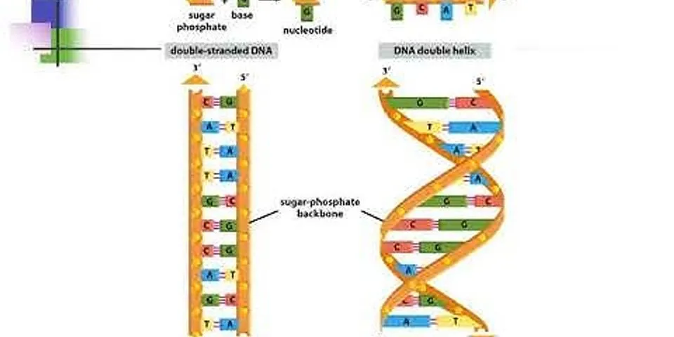 Apa pernyataan tentang kromosom DNA dan inti sel yang benar adalah?