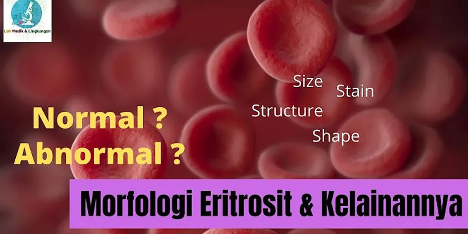 Apa pula nama sel di hati yang berfungsi memfagosit eritrosit