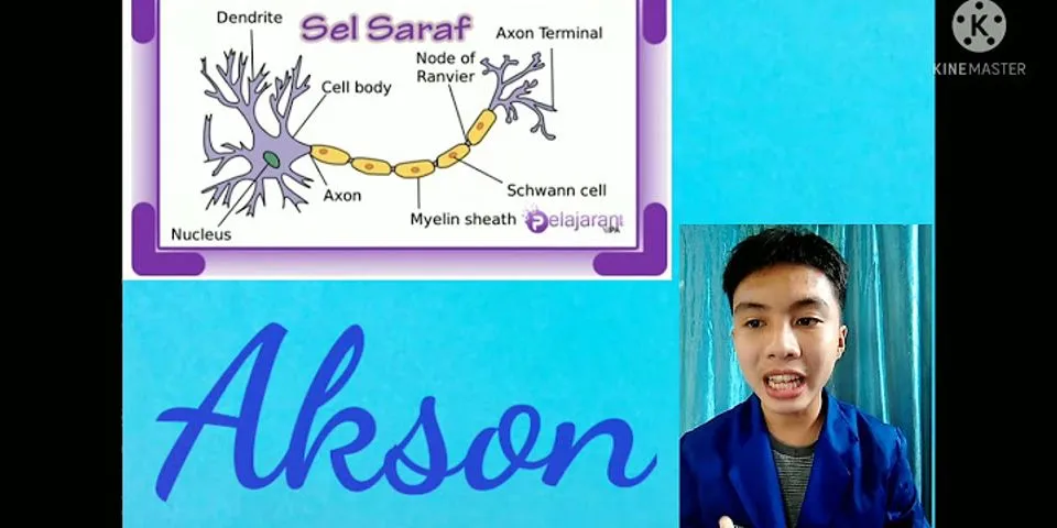 Apa saja bagian bagian sel saraf dan fungsinya?