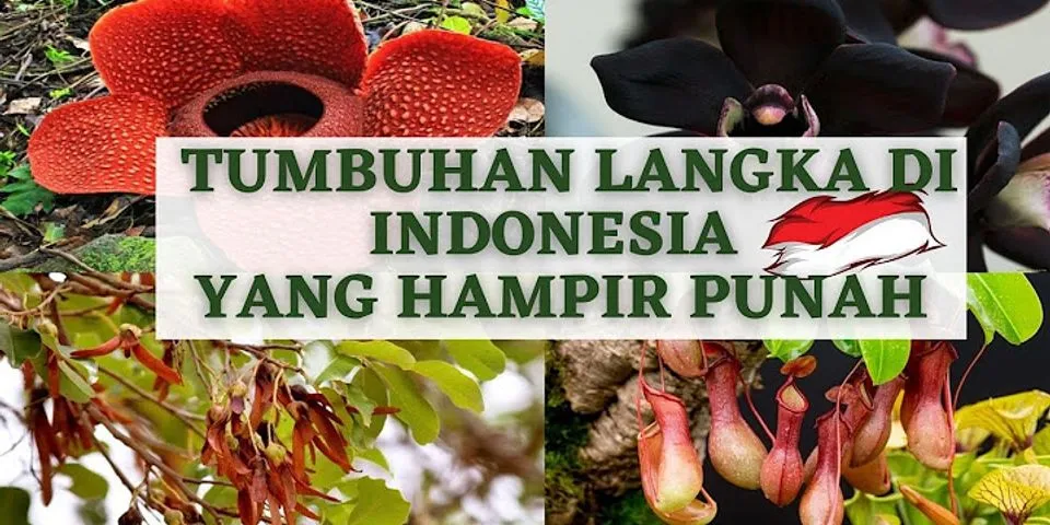 Apa saja contoh tumbuhan langka Indonesia yang dilindungi?