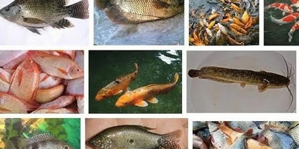 Apa saja yang termasuk jenis ikan konsumsi air tawar beserta nama lainnya?