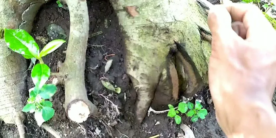 Apa yang di sebut membuat akar dari batang