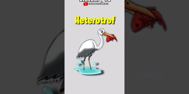 Apa yang dimaksud dengan heterotrof