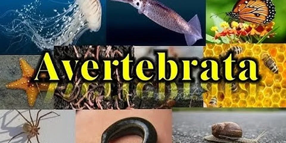 Apa yang dimaksud dengan hewan avertebrata dan vertebrata