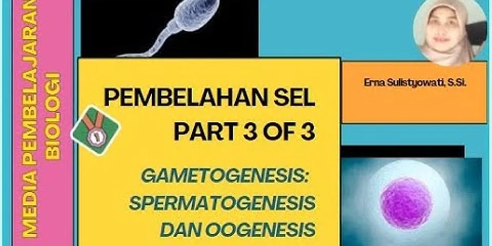 Apa yang dimaksud dengan oogenesis dan spermatogenesis
