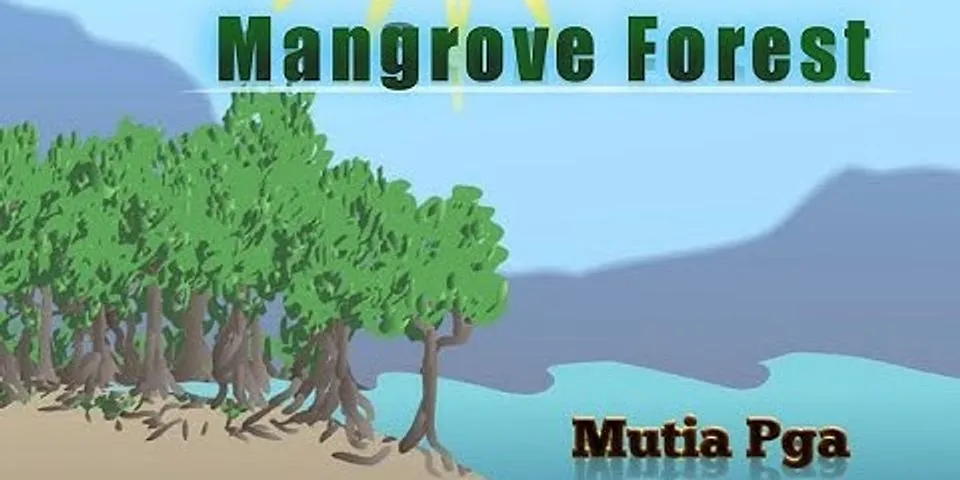 Apa yang kalian ketahui tentang hutan mangrove dan apa fungsinya