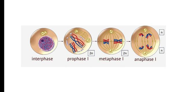 Apa yang kalian ketahui tentang meiosis dan tahapan tahapan yang terjadi pada proses meiosis?