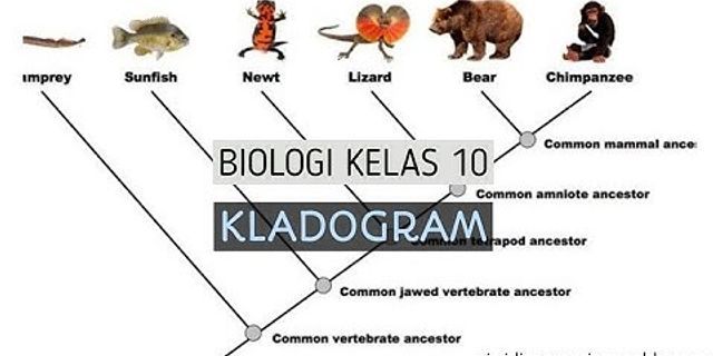 Apa yang membedakan antara fenogram dan kladogram sebagai metode pengklasifikasian makhluk hidup