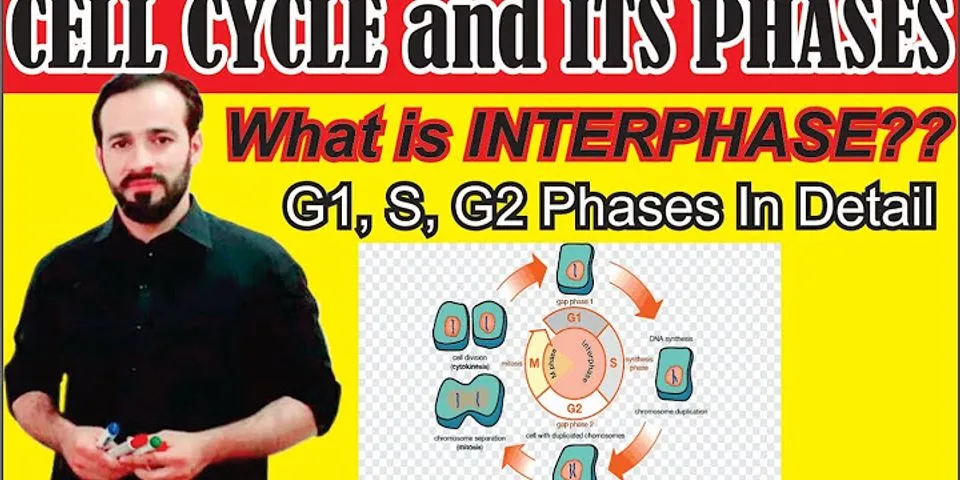 Apa yang terjadi pada interfase jelaskan adanya fase G1 S dan G2?